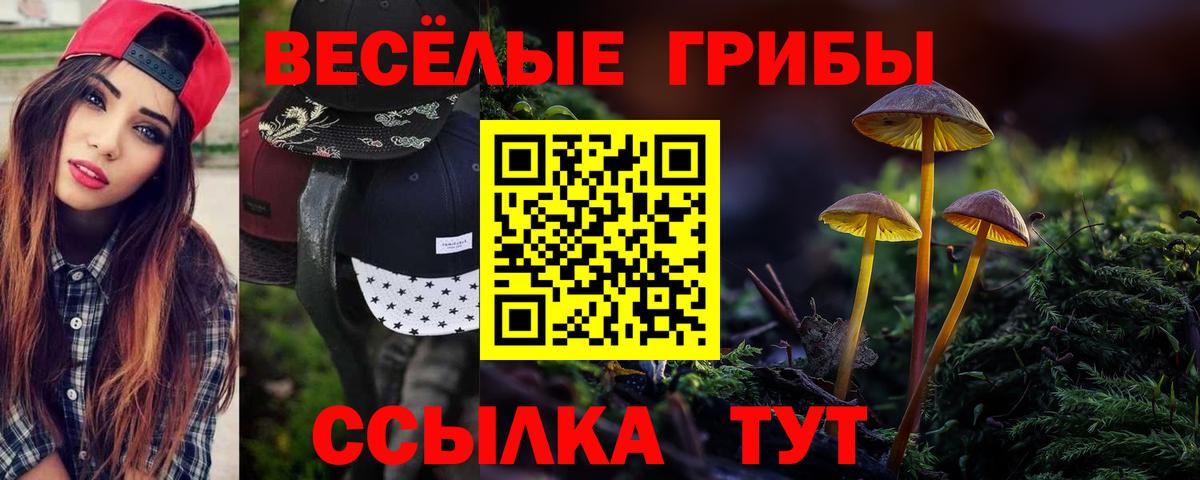 Псилоцибиновые грибы Psilocybe Тихвин